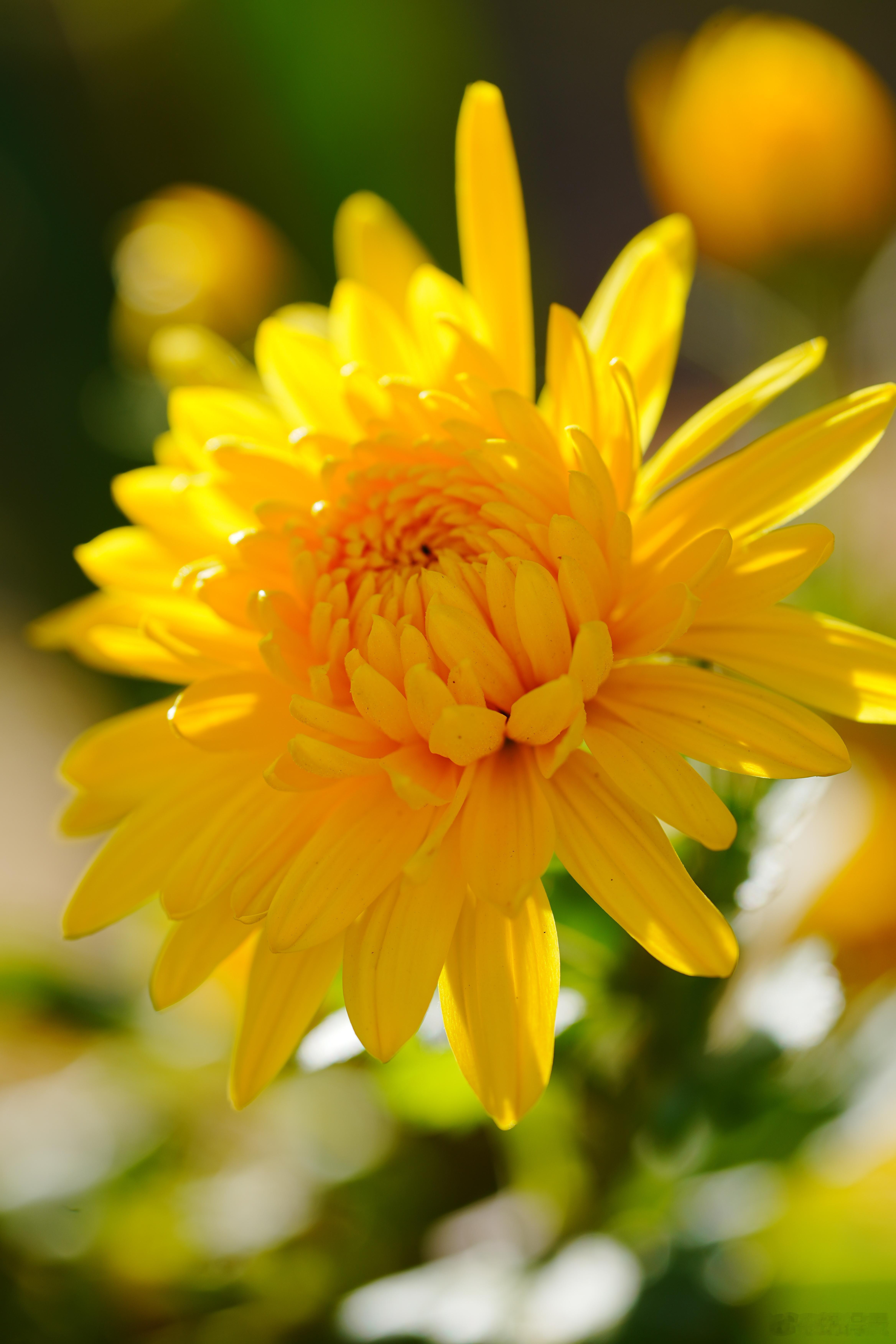 原来最动人的秋意，是一朵菊的孤洁与温柔🌼蜗的摄影日记菊花