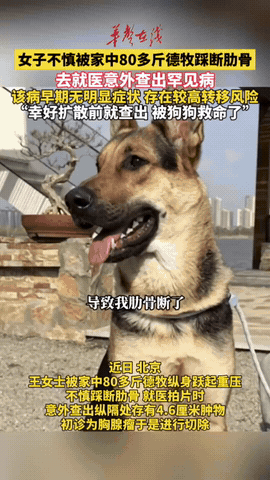 北京一只80斤的牧羊犬，突然跳主人身上，把她踩骨折了，谁料到医院一看，竟意外