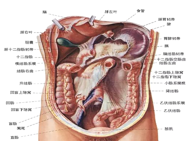 肚子痛, 到底是哪里痛? 一张“腹部地图”, 让你看得明明白白