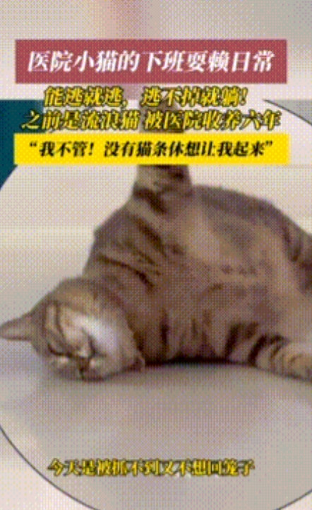 太治愈了！山东烟台一家医院6年来一直照顾一只流浪狸花猫，结果这猫早就把医院当成了