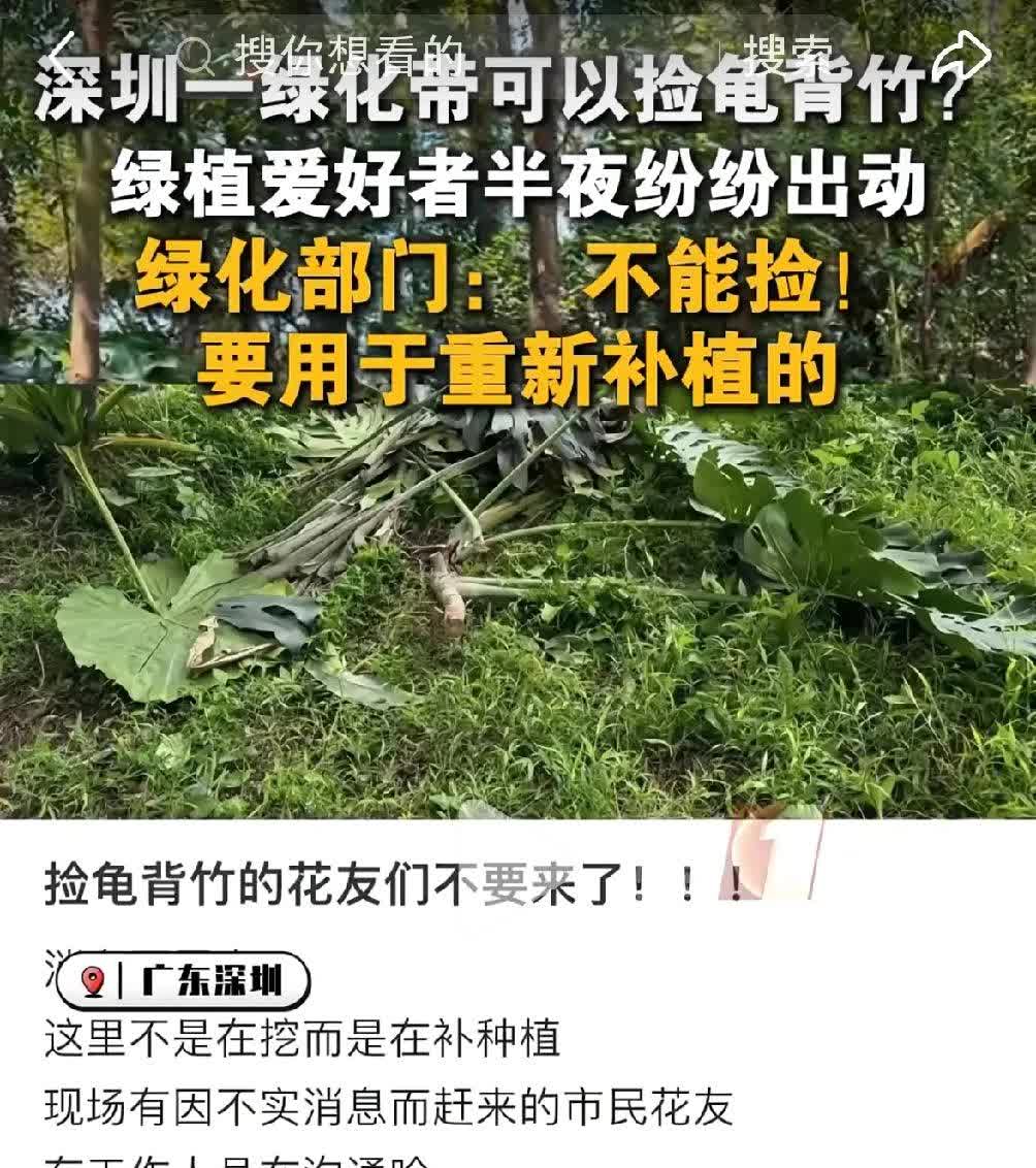 深圳一男子下班路过环卫工作人员正在装车龟背竹，便向环卫工作人员要了一棵，说省下1