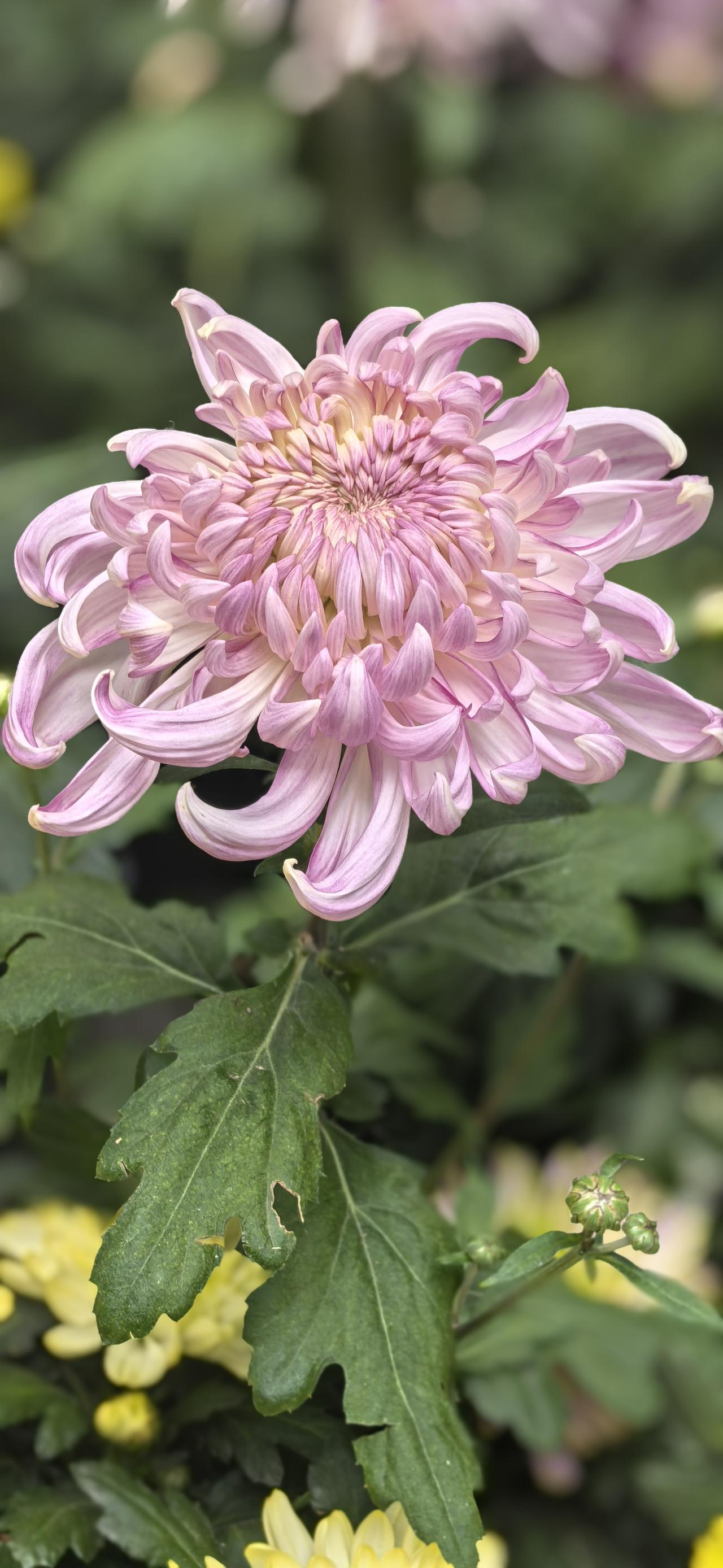 没有短板的体制内男生，怎么找了体制外女生？因为丈人或丈母娘是小领导。上一次我