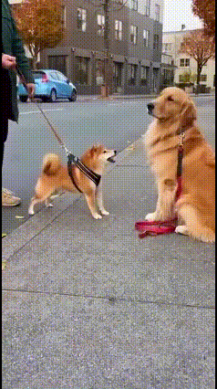 谁懂啊家人们！刷到这个视频直接笑到捶腿，小狗的“变脸速度”比翻书还快😂视