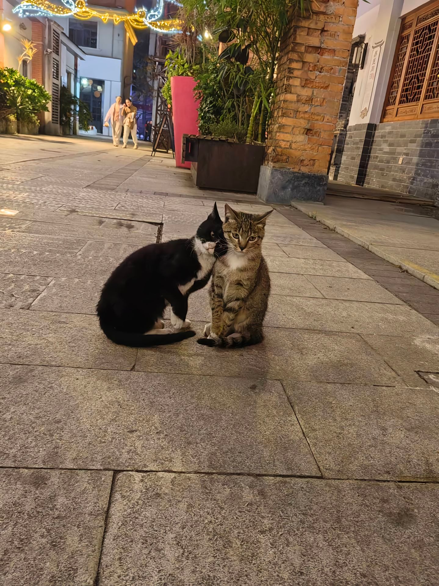 猫：我要和你天下第一好[爱心]​​​