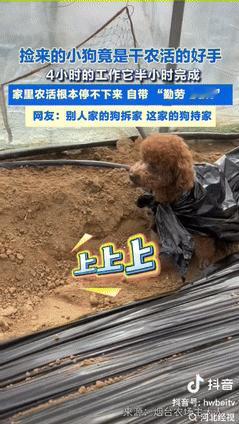 “人怎么能这么聪明！”山东烟台，一男子在地里干农活时，突然看到捡来的小狗在地里跑