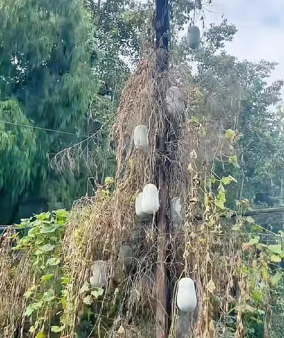 枯藤老树昏鸦，树枝挂满冬瓜，邻居不摘，留着以后发芽？[星