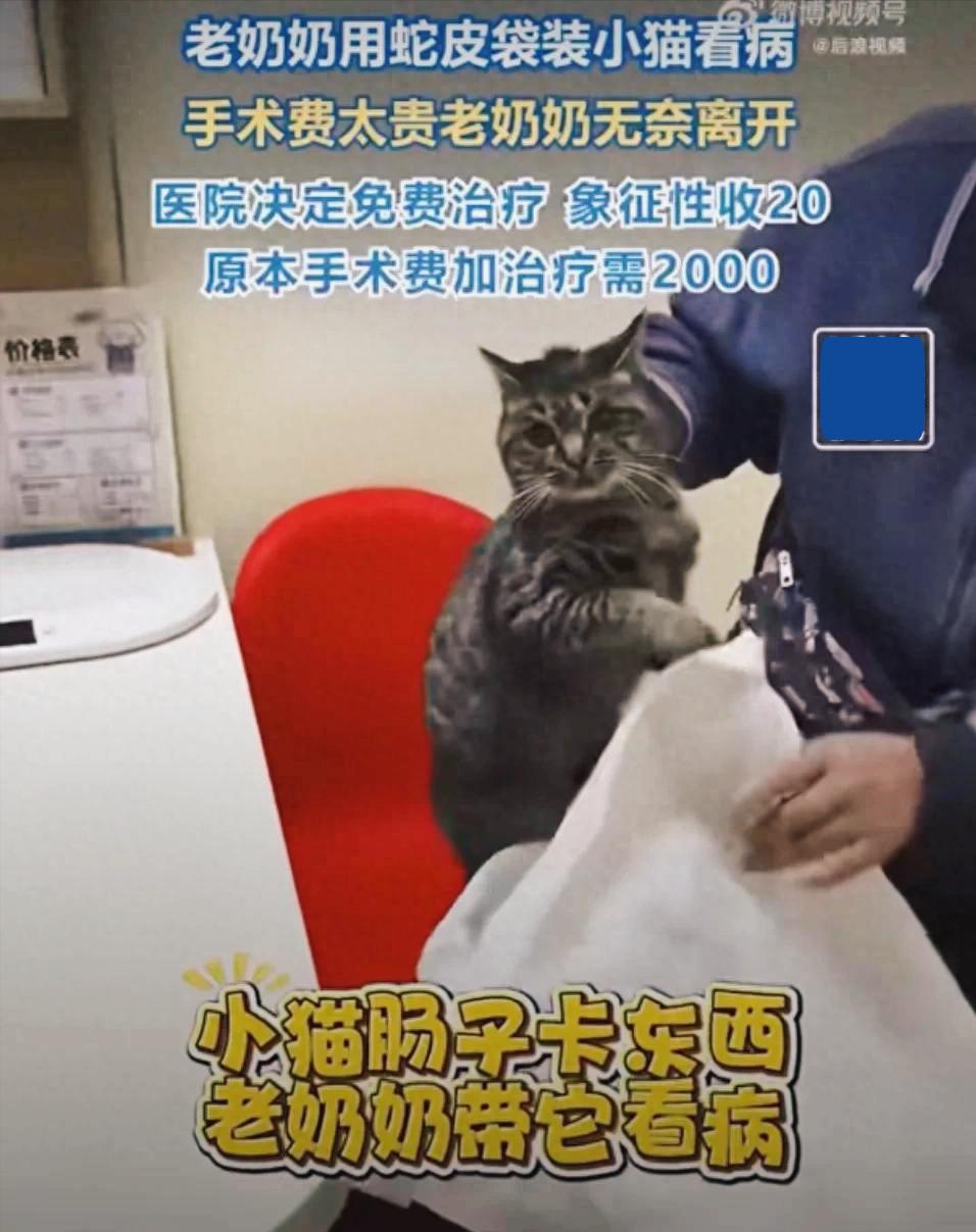 现在宠物医院收费太贵了，这何尝不是有些猫咪被遗弃的原因，比人看病还贵。河北一家