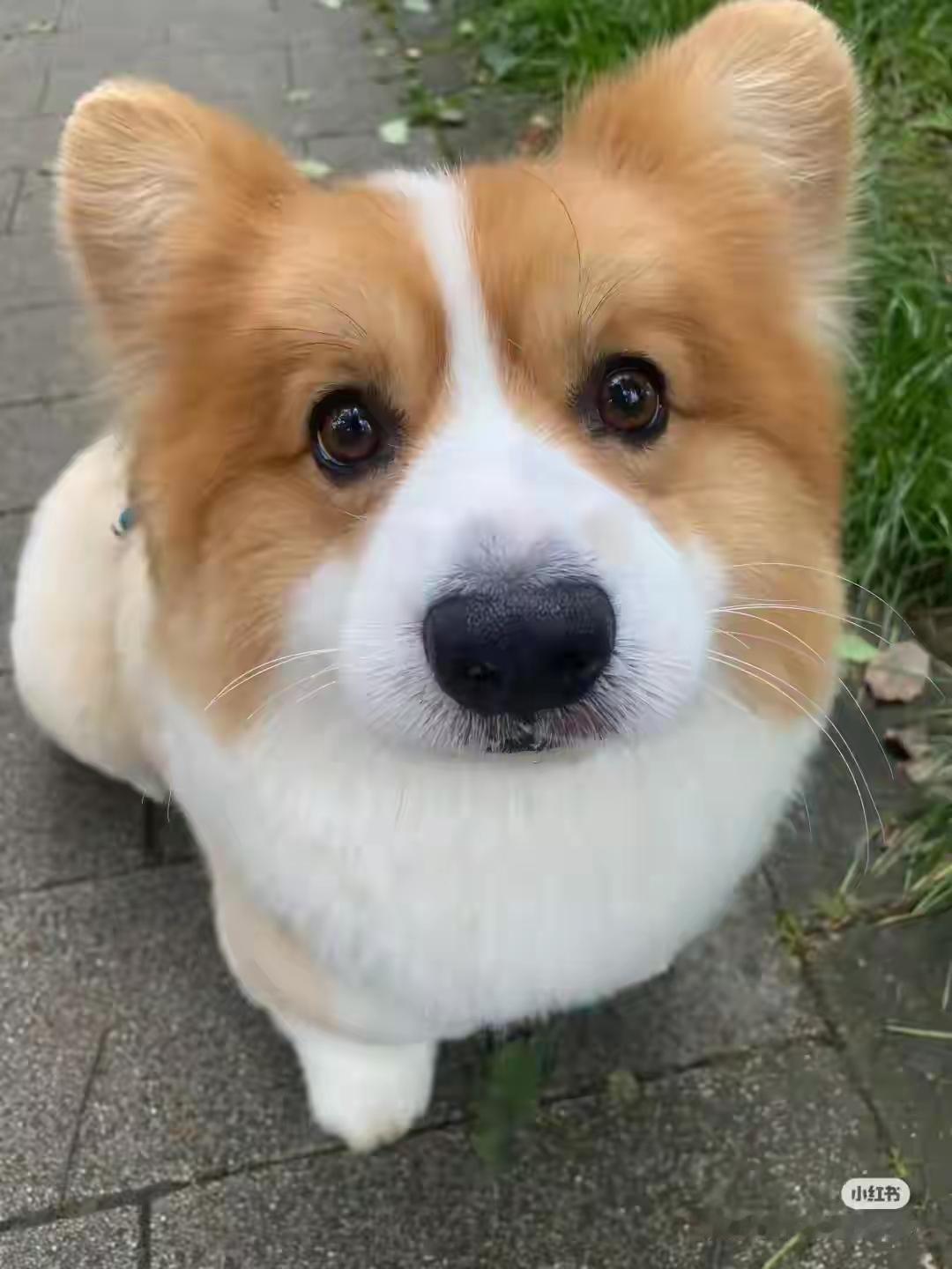 第一名：属狗🐶平步青云狗：春风一过狗：晦气全散，福运自来。狗：心胸豁达，