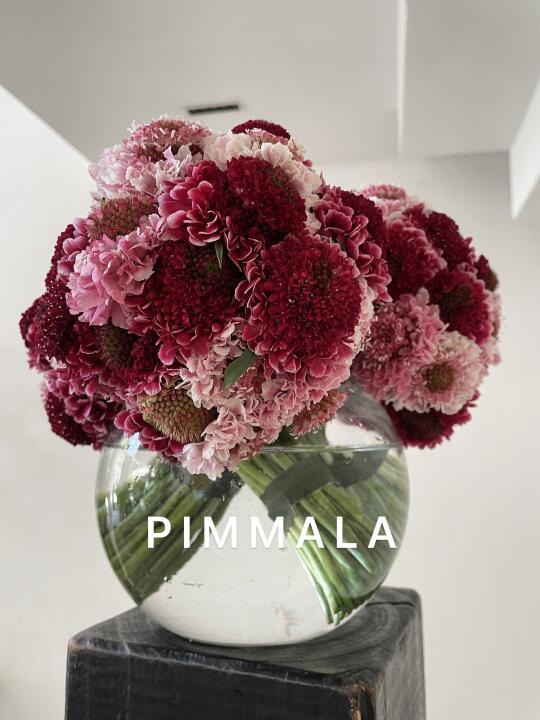 PIMMALA｜聚宝盆