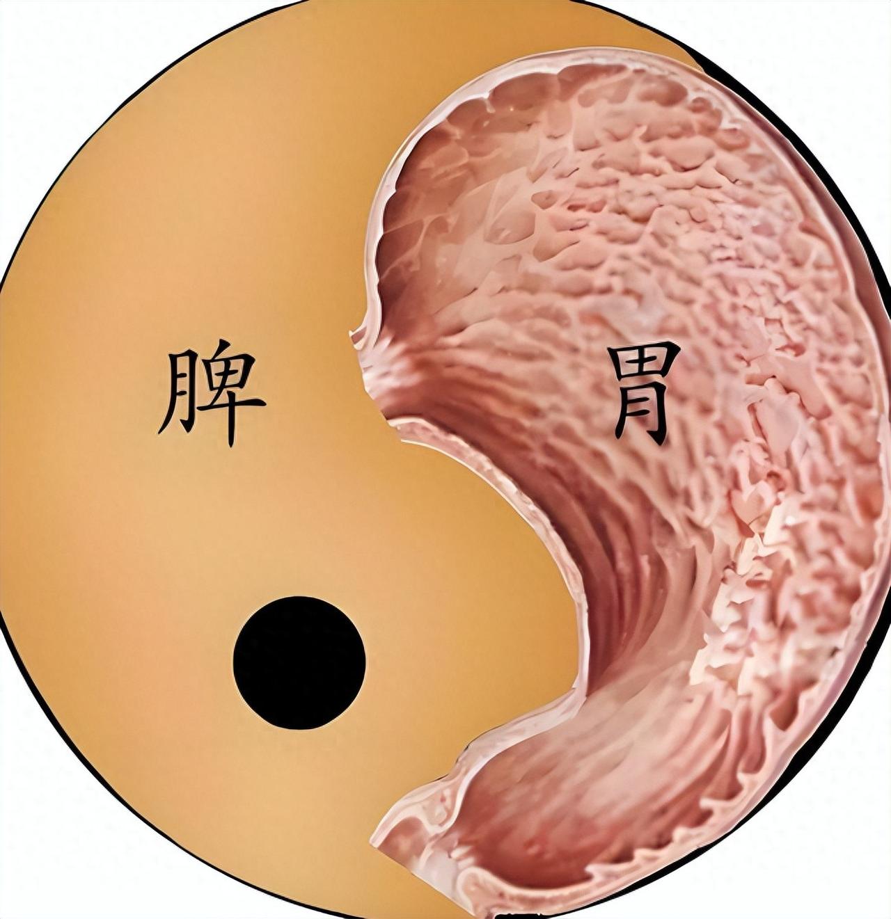 肥胖在脾，消瘦也在脾！1个中成药，健脾一调，减肥增重都管用内容仅供参考，如有