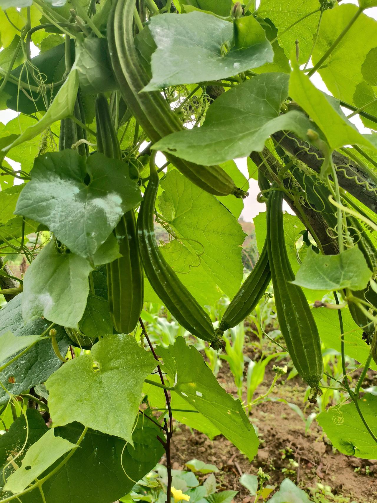 农村才是向往的生活，瓜果蔬菜自己种，好快又得收成了我的农村生活自家种植种草计划