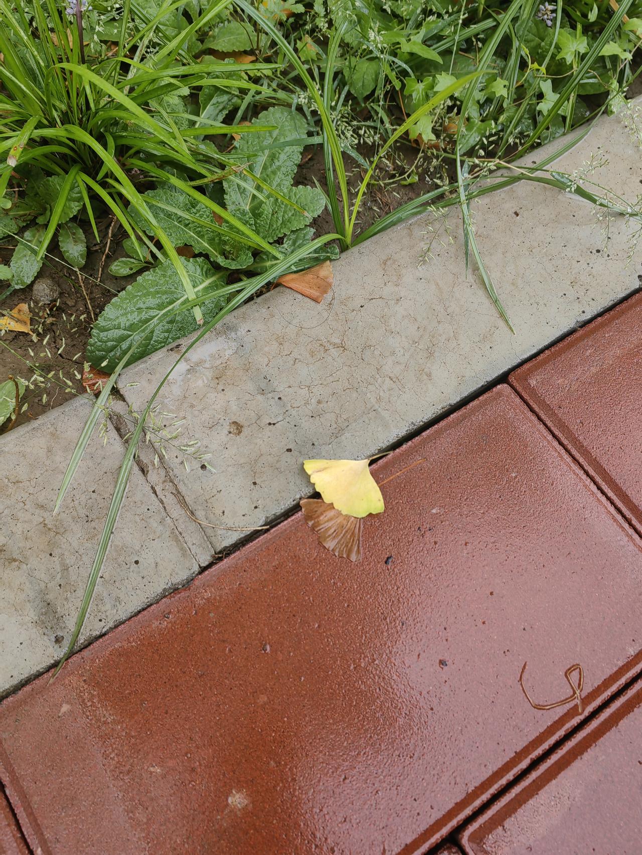 今天早上下了雨，老公说送我上班。我说不用了，还是靠自己吧。结果他来了句给他带点早