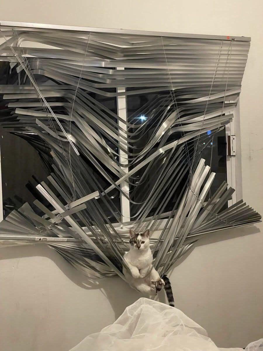 猫猫：破坏就是艺术​​​
