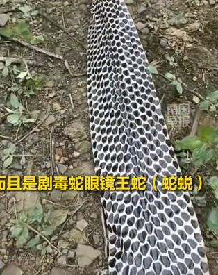 “这简直是捡钱啊！”10月15日广西来宾，一男子捡到一条3米多的巨型眼镜王蛇蛇蜕