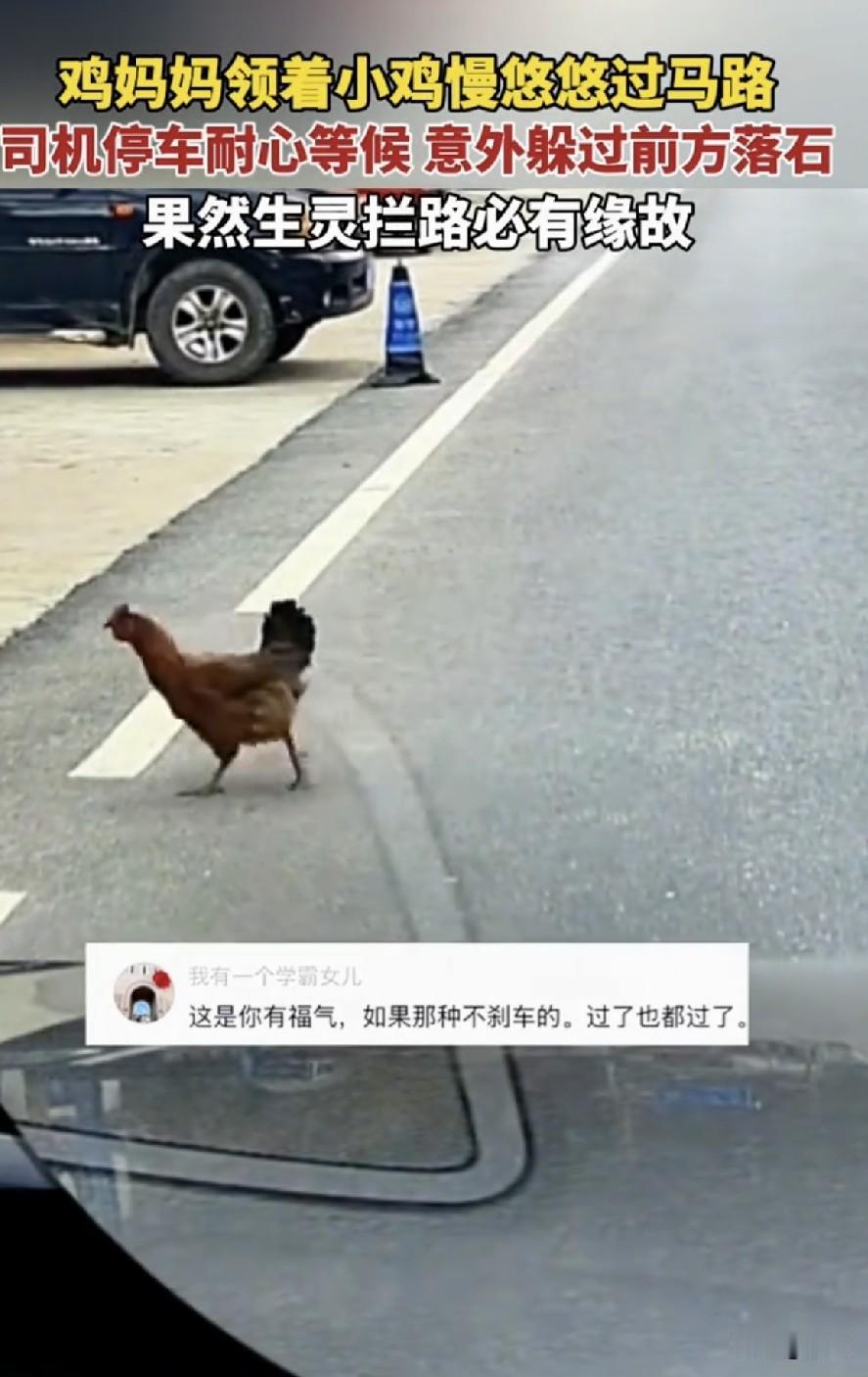 6月5日，贵州，一男子驾驶途中，路遇一只鸡妈妈领着孩子们过马路，男子于是停车礼让
