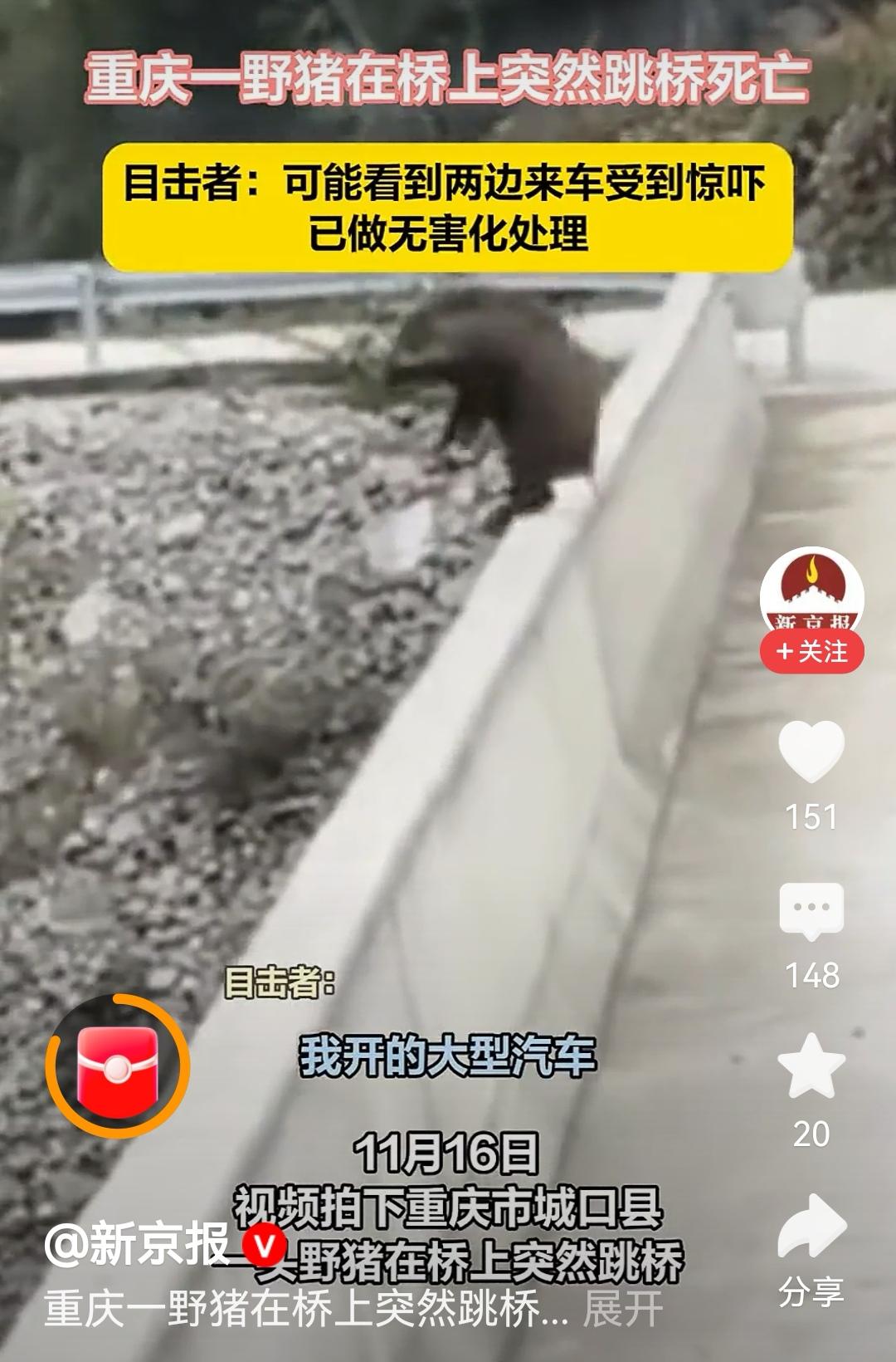 夺路而逃！重庆野猪的“最后一跳”引人深思。一头误入重庆城区的野猪，在车流与