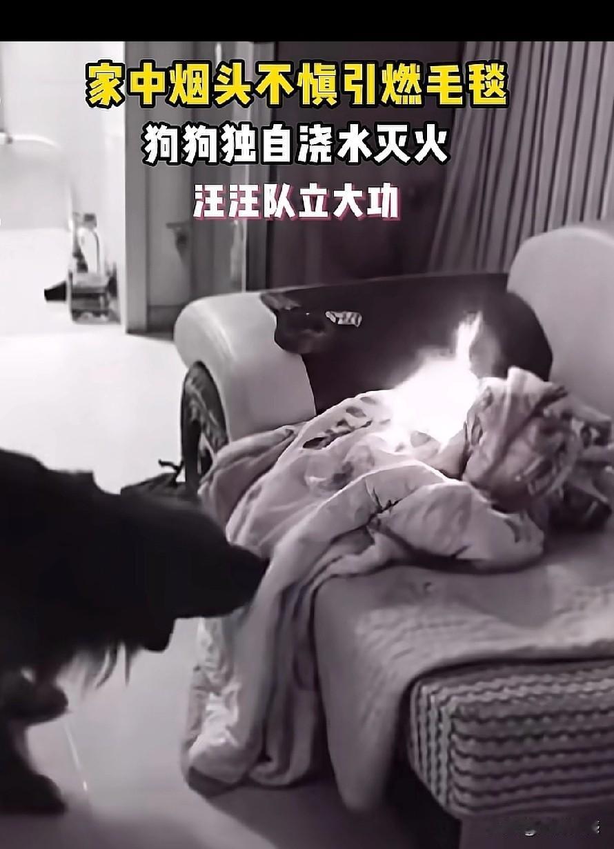 这只金毛太聪明了，居然帮主人扑灭了一场大火，保护了主人家的生命财产安全，避免了经