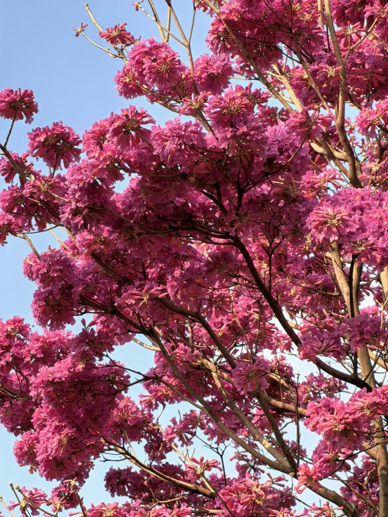 紫花风铃：早春亮丽的风景春节期间，深圳市龙华区玉龙公园里的紫花风铃树，花朵盛