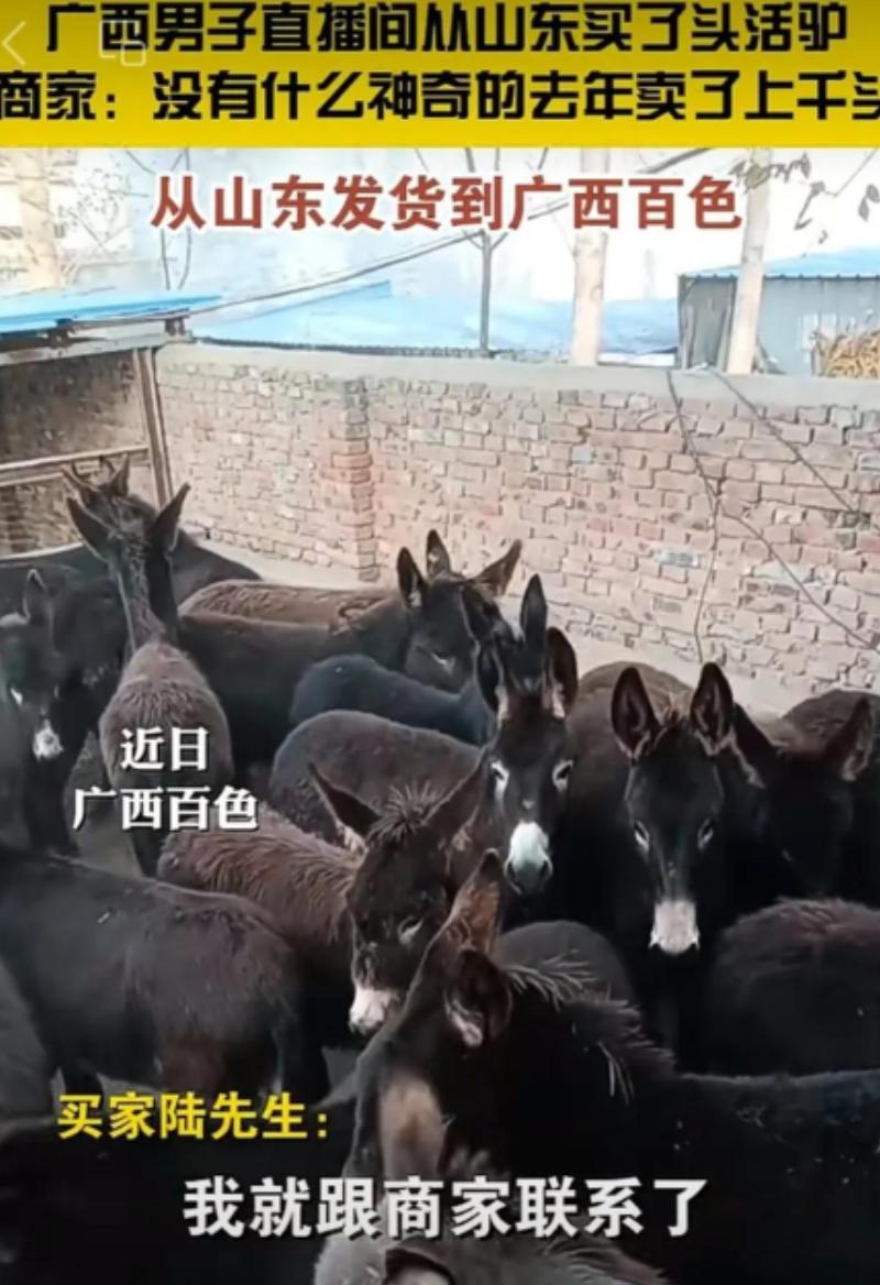 广西大叔心真大，在直播间从山东买了头活驴11000元，运费1200元，女儿以为