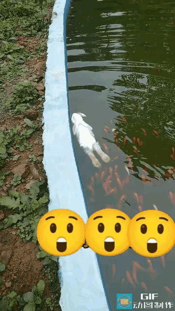 “彻底长见识了！”广东一男子去公园散步，远远看见湖面漂着一团白白的东西，以为是小
