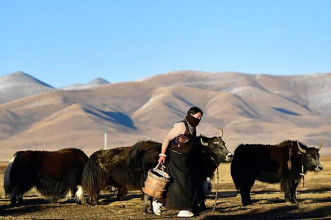 为什么西藏人很少出来打工？其实说白了，因为西藏人口本来就少，穷人靠着福利补贴都能