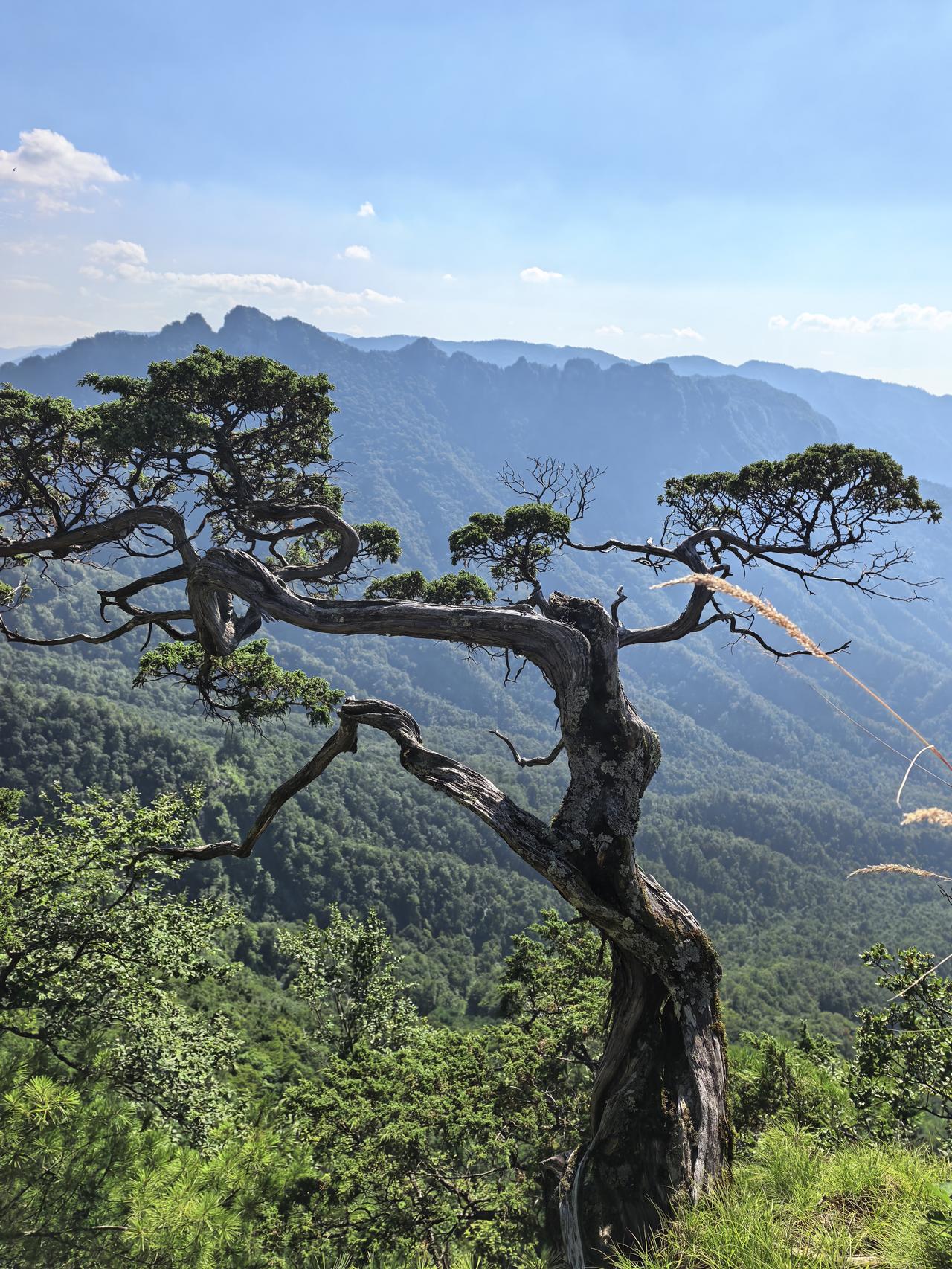 在神农架天燕景区海拔2000多米的绝壁悬崖上，生长着几棵古老的苍松，此地无土，唯