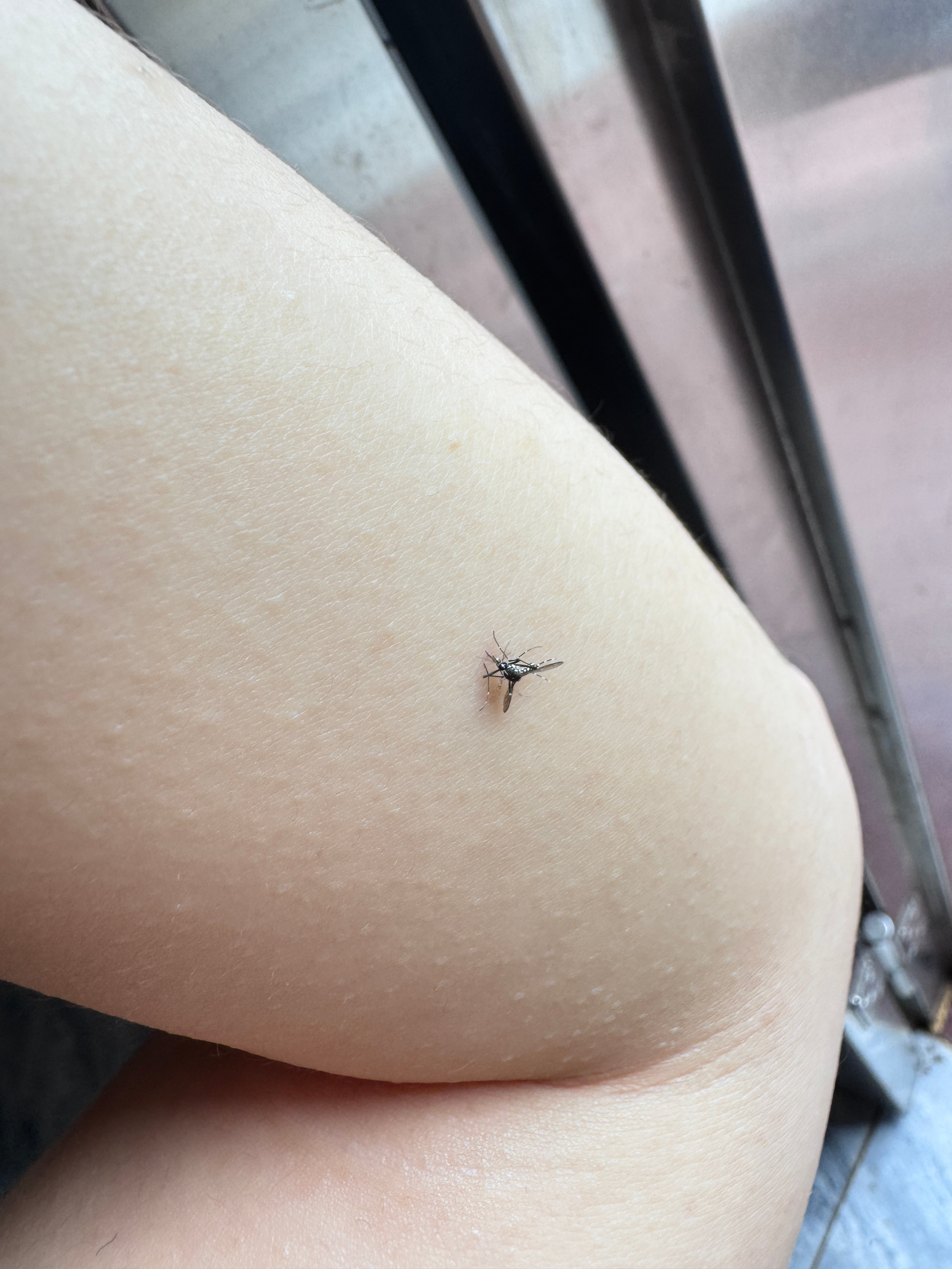 这蚊子是真的毒​​​