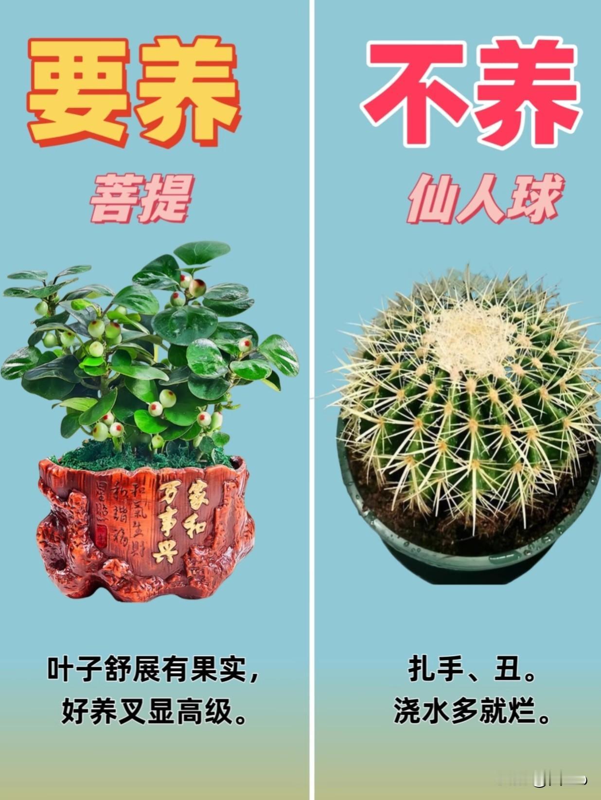 花店老板最怕你知道：这5种花新手随便养，另外5种谁买谁亏上周有粉丝私信问：“