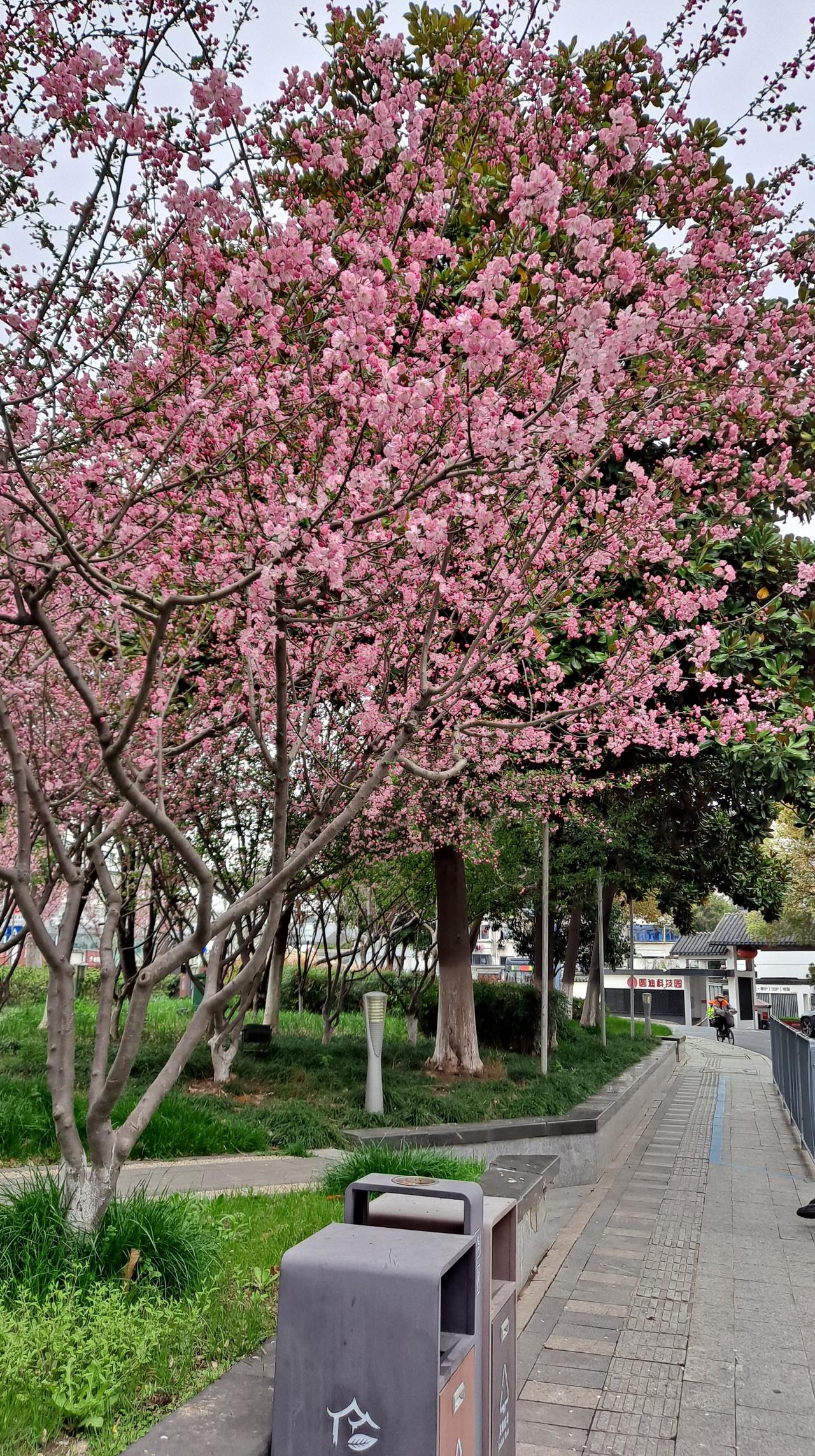 晒一张你拍的春天照片