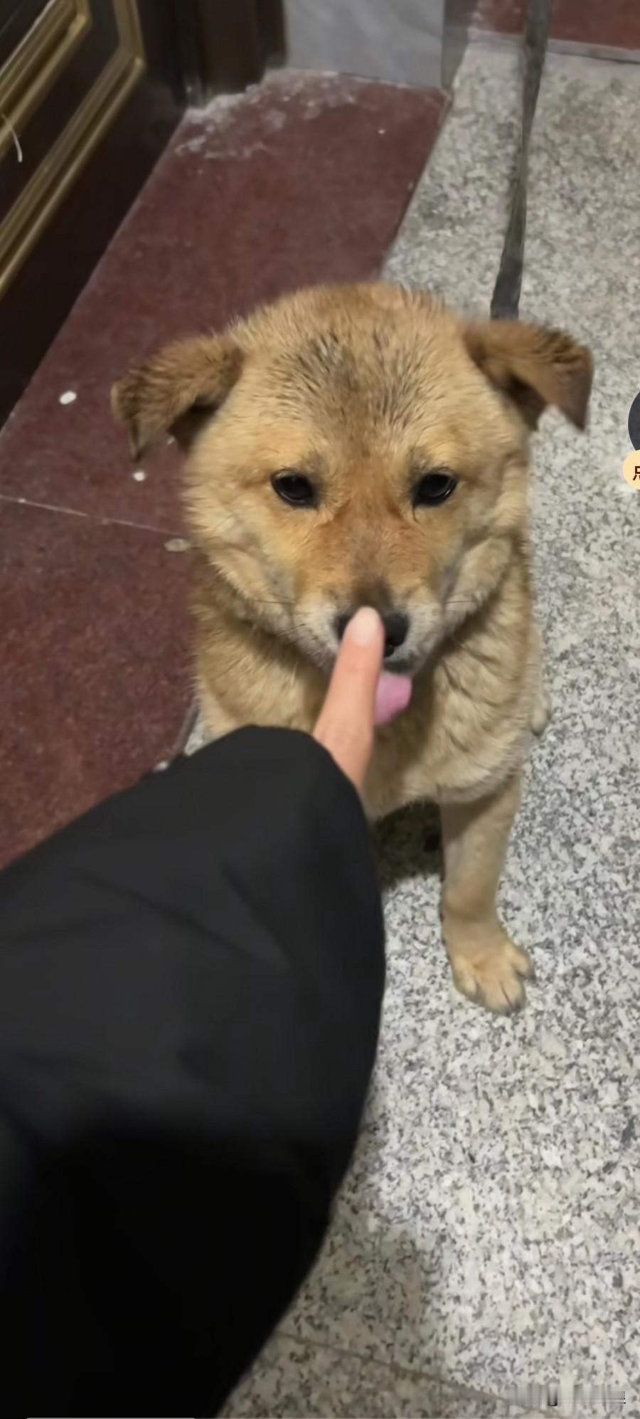 好的狗狗一看便知不会咬人，长着一副讨人喜欢的模样。你瞧这只小田园，好多人路过都喜