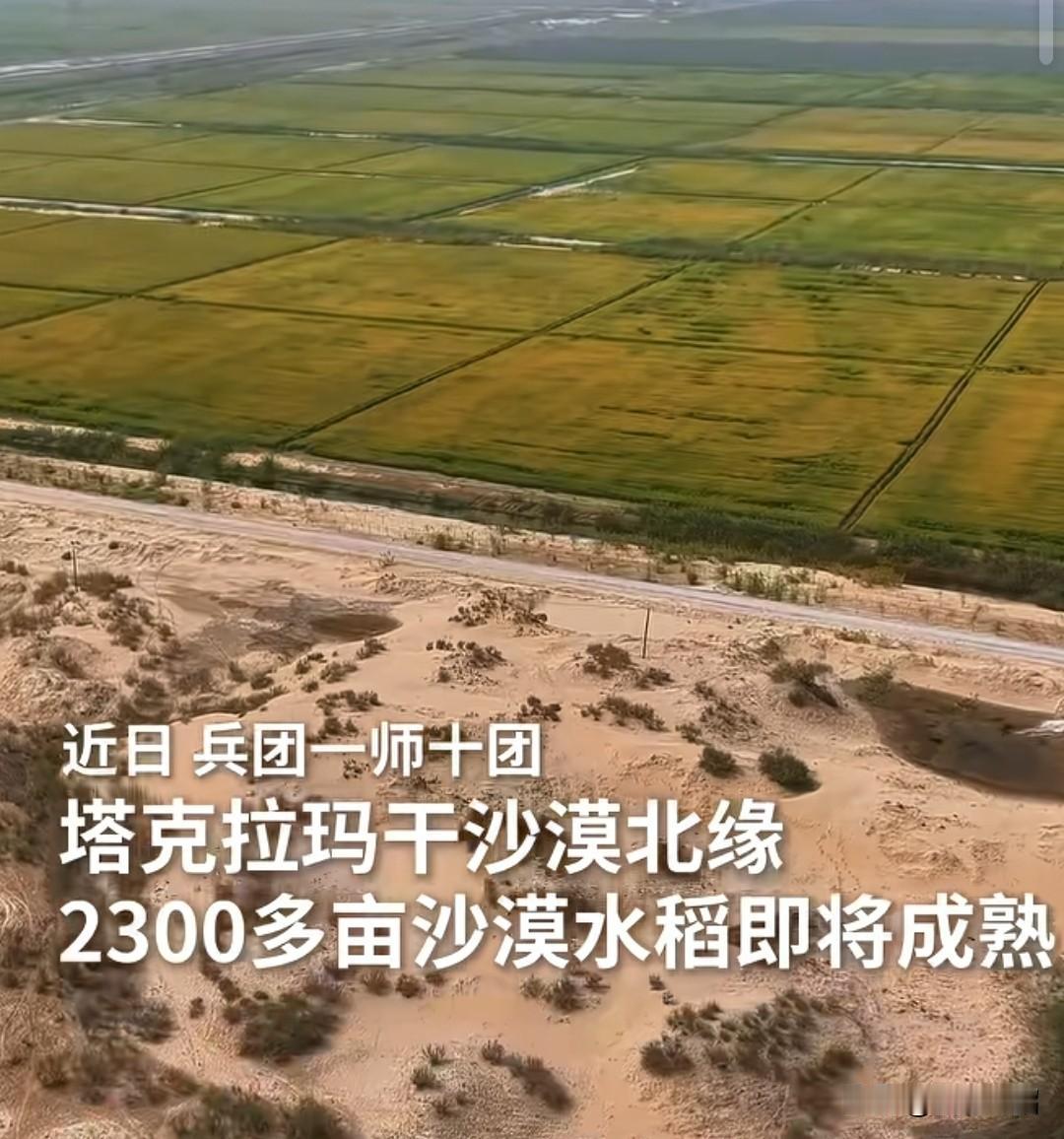把塔克拉玛干沙漠变成粮仓，要人工改良后可以种植农作物，羊粪、牛粪、猪粪、鸡粪、稻