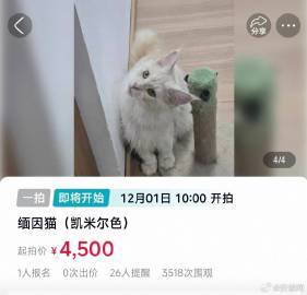 11月24日，大皖新闻记者从阿里资产平台看到，一只凯米尔色缅因猫将于12月1日1