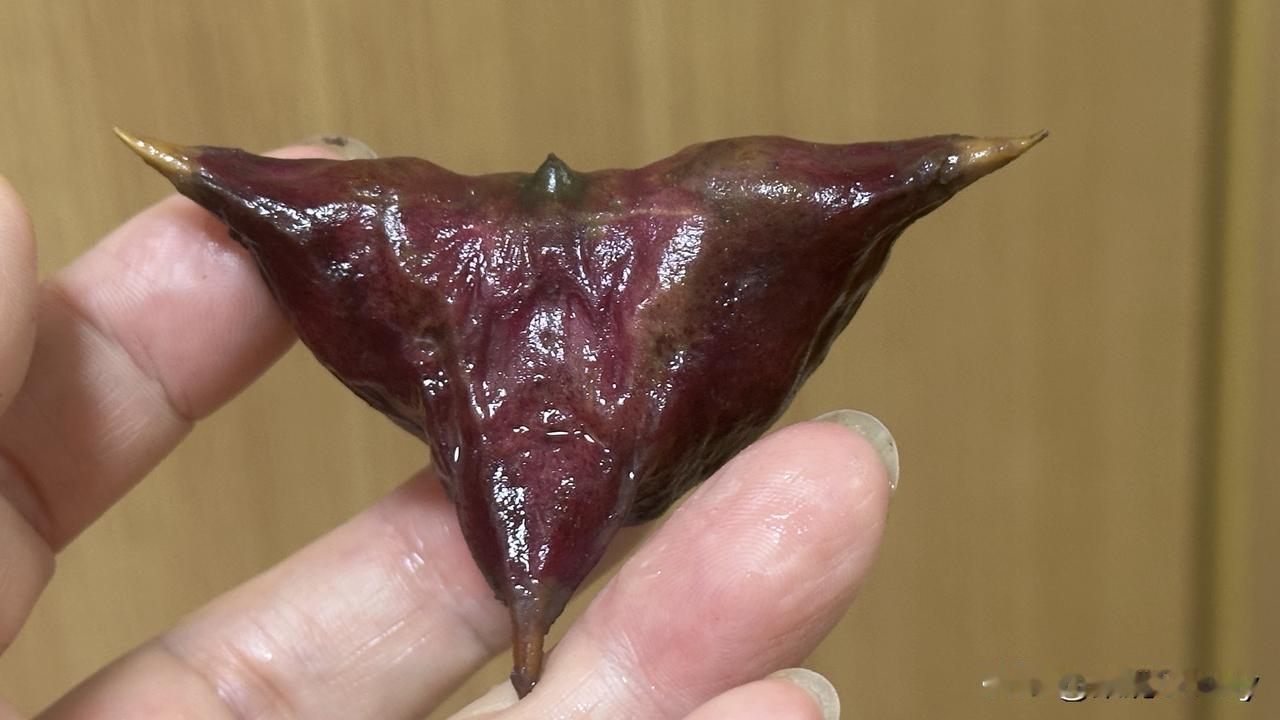 朱家角掠影漂亮的四角菱，张嘴想说话的猫好吃的淮扬菜，静谧舒适的古镇