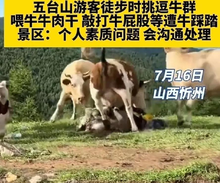 7月16日，山西忻州，五台山风景区几名游客拄着登山杆徒步朝台。山上有一群牛悠然自