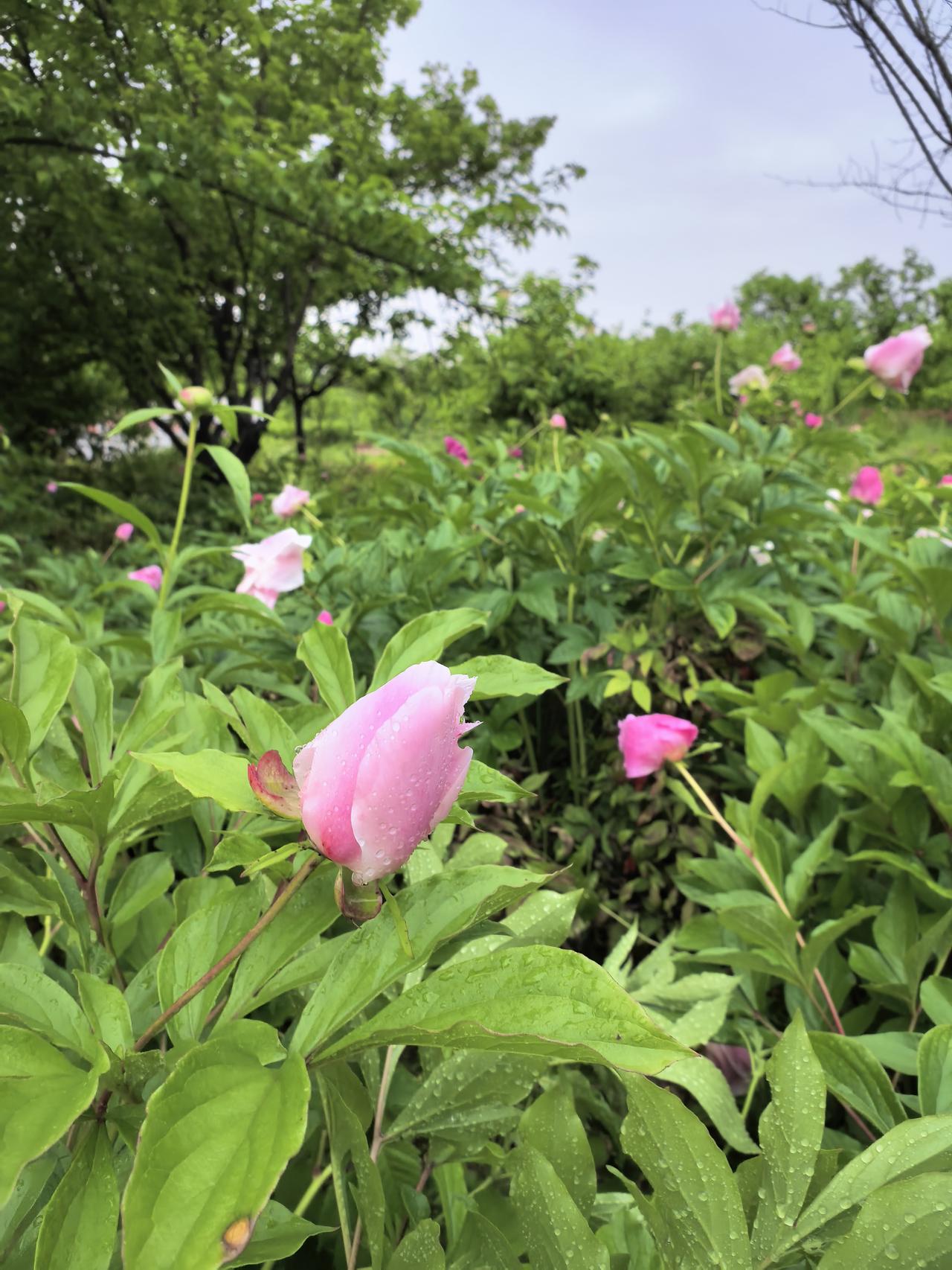 今天是4月20日，农历三月初四，谷雨。谷雨来源于“雨生百谷”，寓意“降水逐渐
