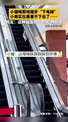 俺家这小猫不知道啥时候溜进商场里，坐上自动扶梯不会下去。电梯往下走它就跟着往上