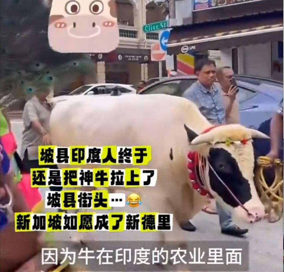 印度“神牛”顺利入驻印加坡，颜色各异，脖子上还有花环，受到印裔热情接待！印加坡将