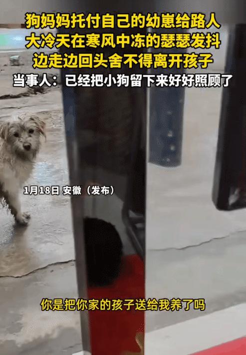 看哭了！安徽，女子站在自家店门口时，突然一只狗狗领着自己的孩子过来，它把孩子留下