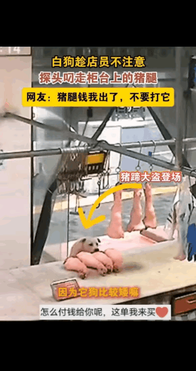 笑不活了！陕西一家猪肉铺，店员在里面吹空调，突然听到外面阿姨大喊“偷猪脚啦”，店