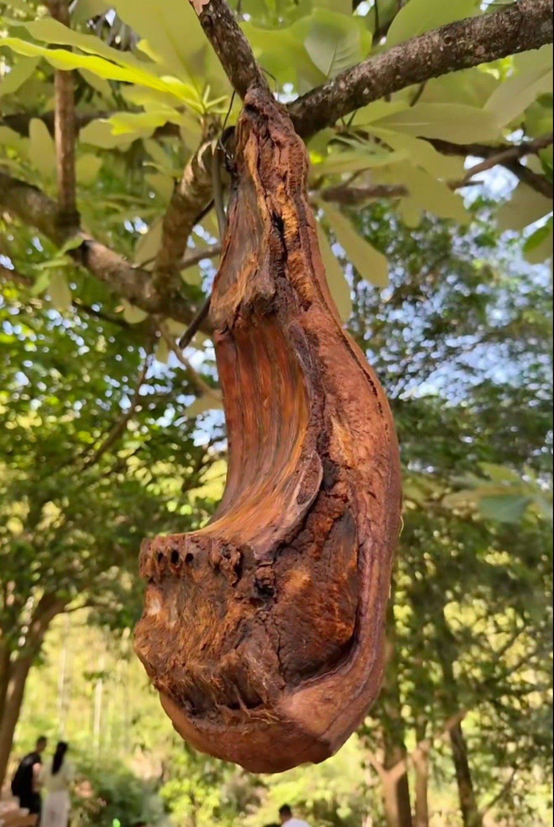 男朋友家里很穷，但是他妈妈把家里唯一的一块腊肉给我吃了，能嫁吗​？😳