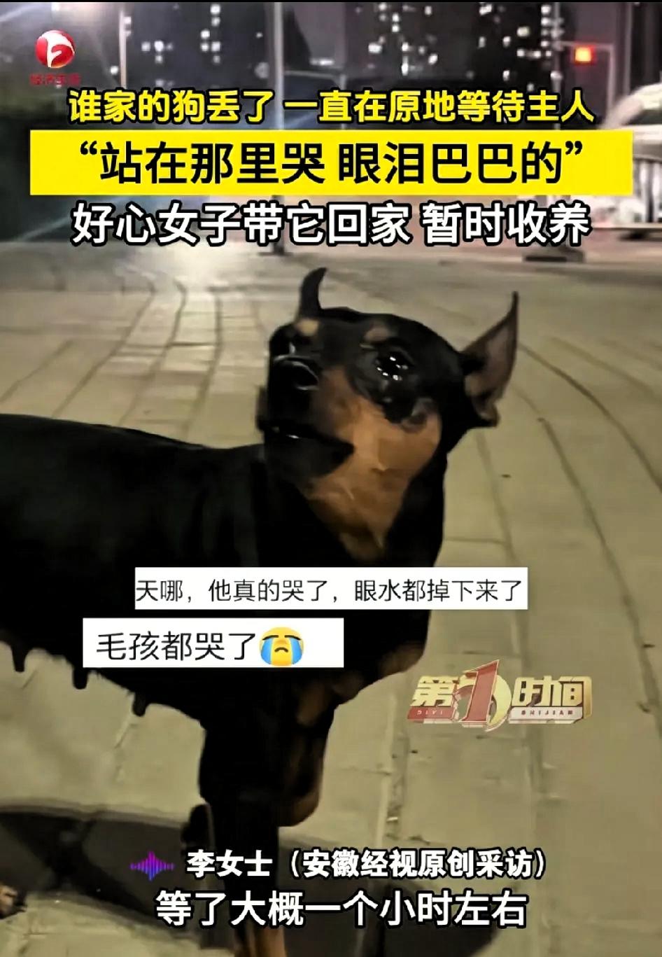 太揪心了！一只小鹿犬在郑州街头与主人走散，它站在原地一个小时不肯离开。期间它情绪