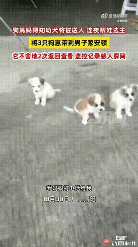 “万物皆有灵”监控记录下了最动人的一幕：这只狗妈妈深夜带着四只幼崽离家，在主人家