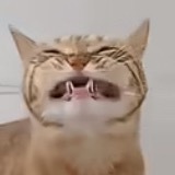 果然只有狸花猫是最厉害的素嘟！！！！有图有真相！！！🤓