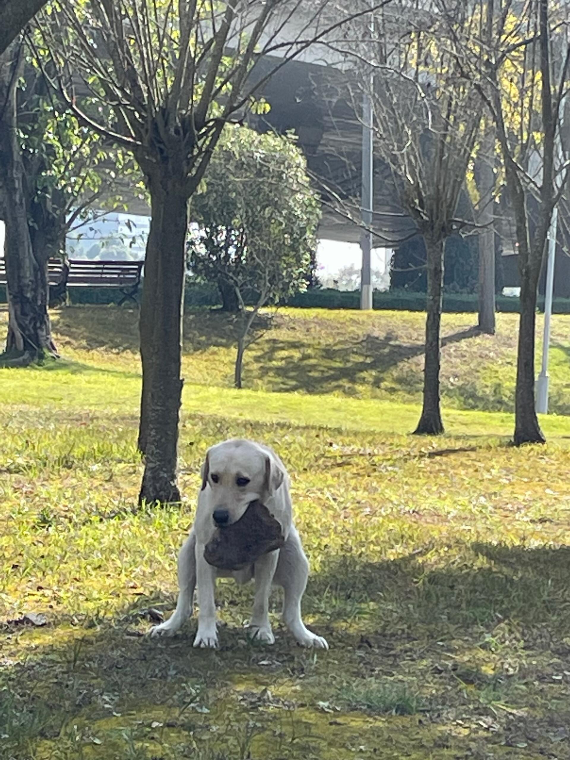 狗，没人惦记你的大石头