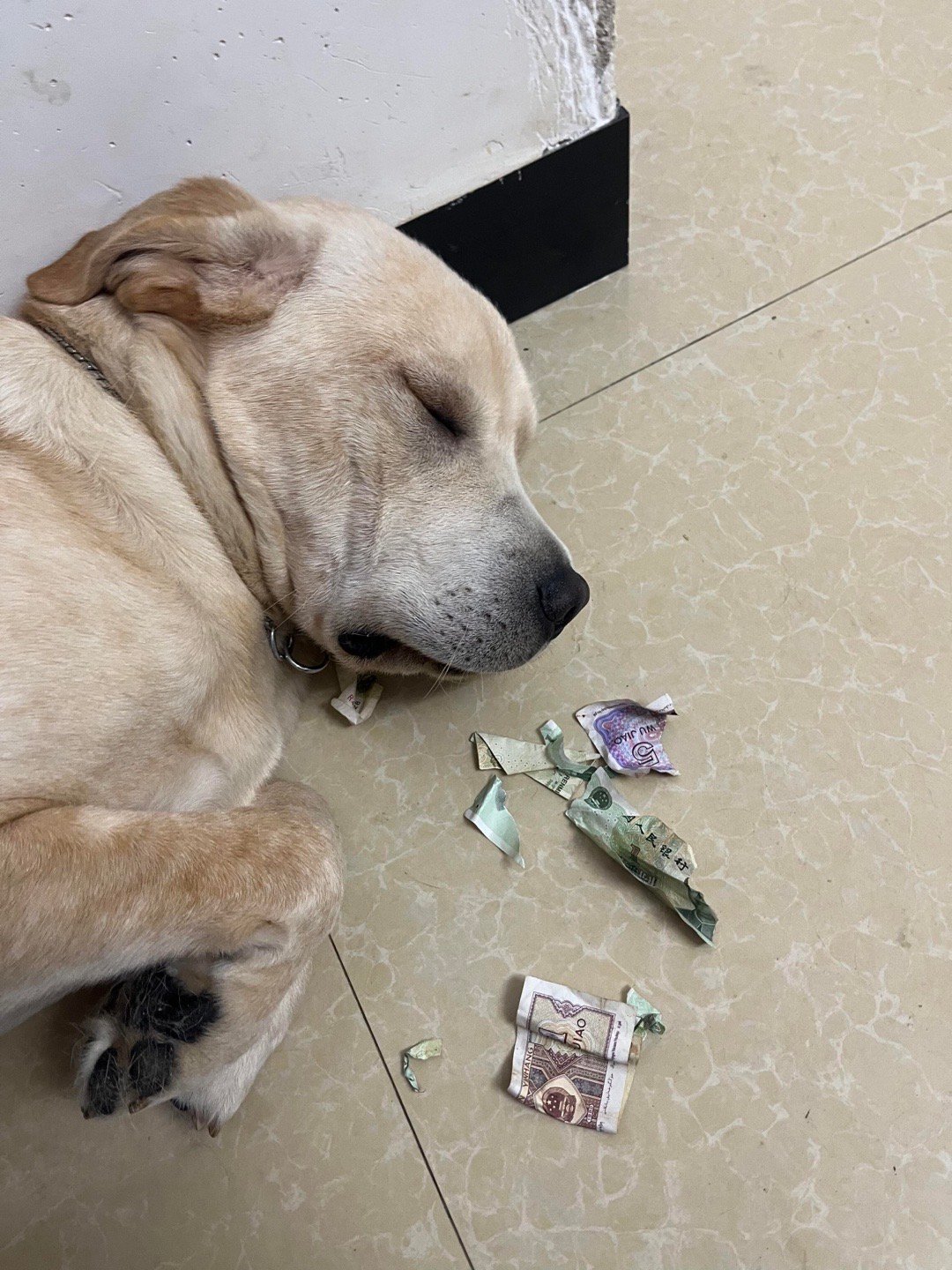 小狗以为只要自己闭眼就不会挨打了