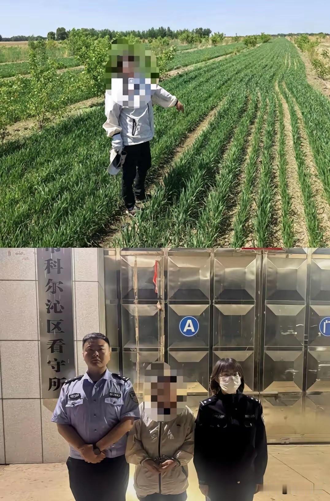 在自家承包地林地“套种”小麦也违法！内蒙古通辽，村民在自家承包的林地里间种小麦，