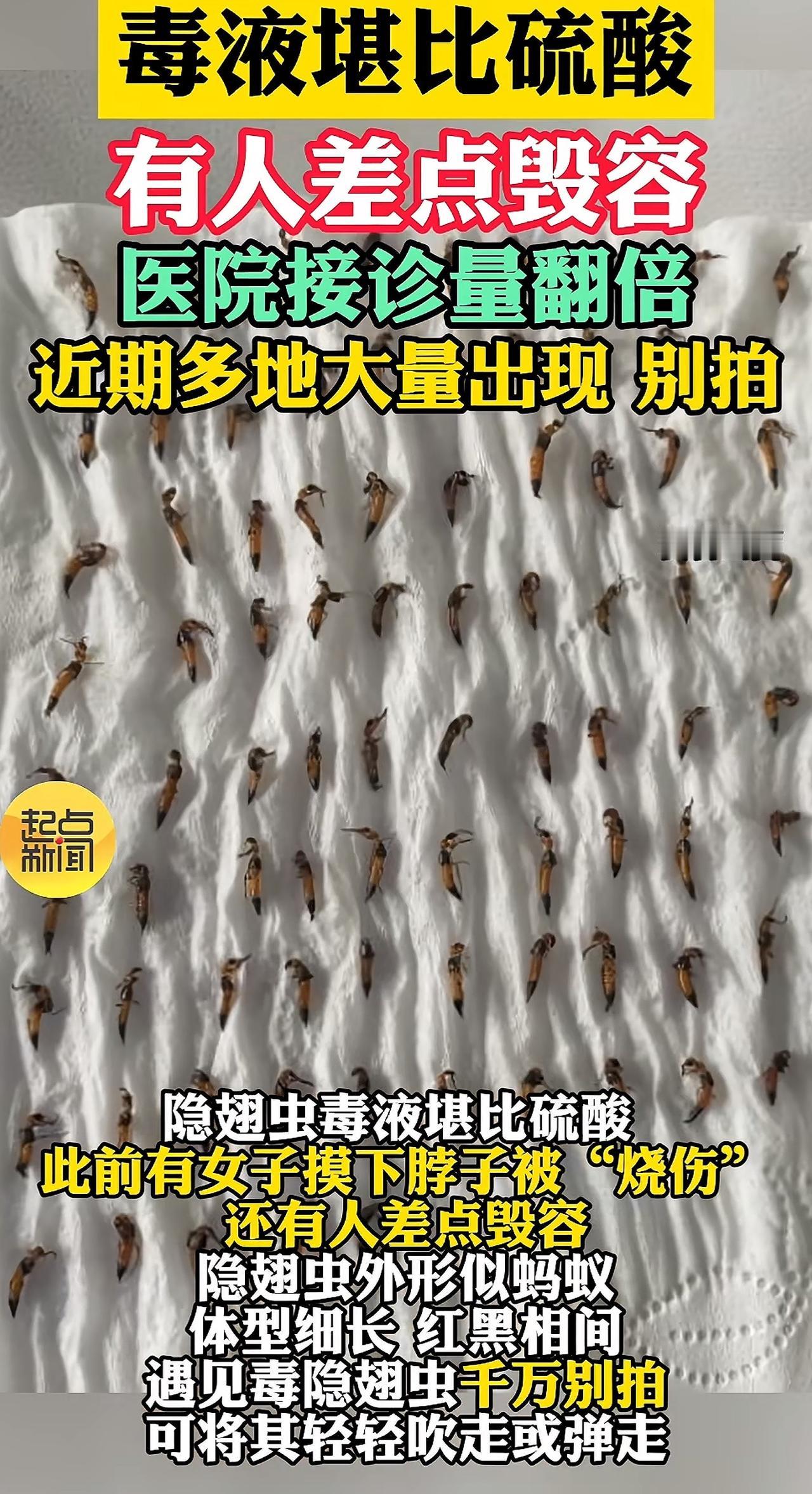 近日，医院隐翅虫皮炎患者翻倍增加的事引起广泛网友关注河南山东等多地网友因徒手拍