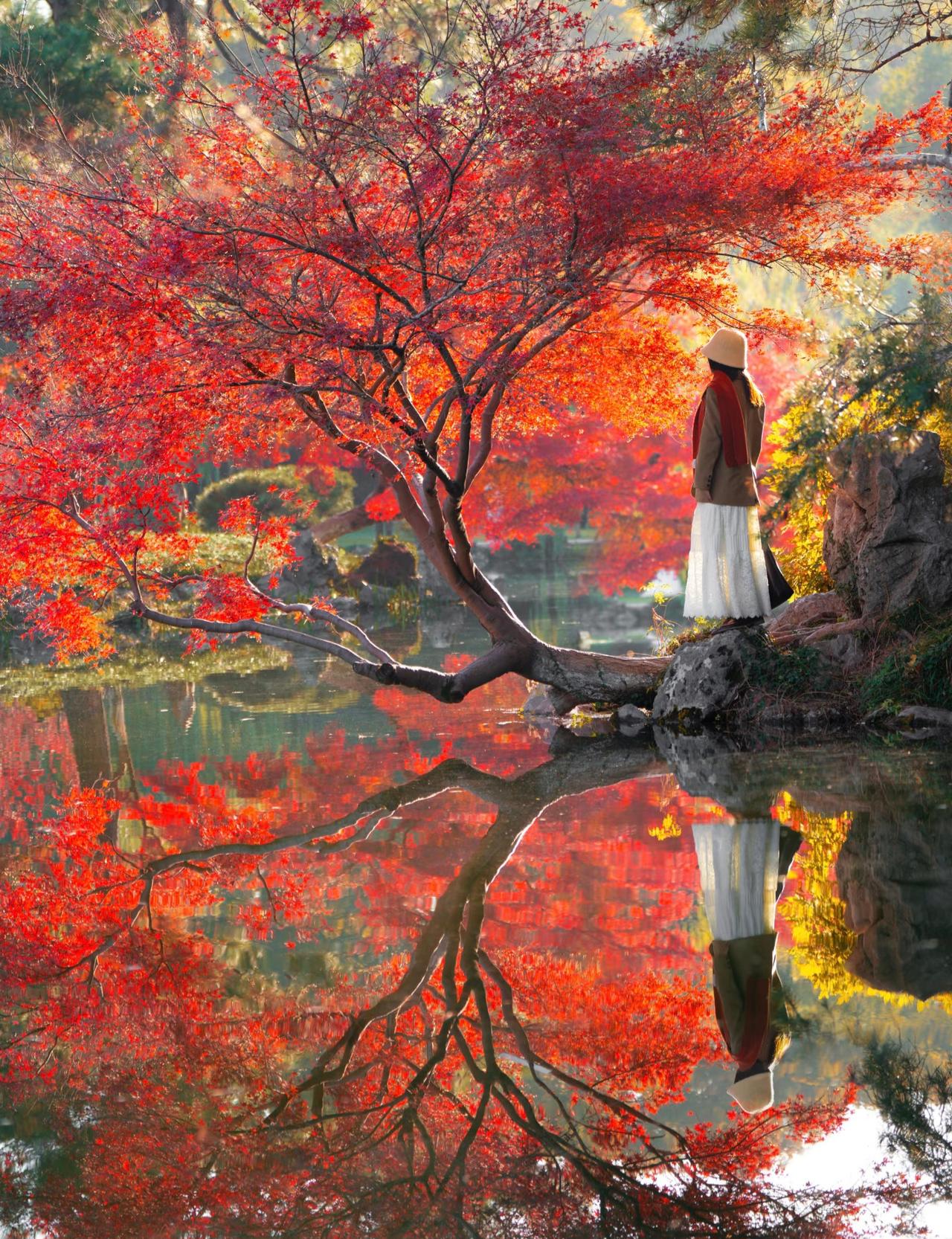 11.26实况丨杭州的秋天🍁杀疯了！现在正是杭州秋景最美的时候趁着周末赶快