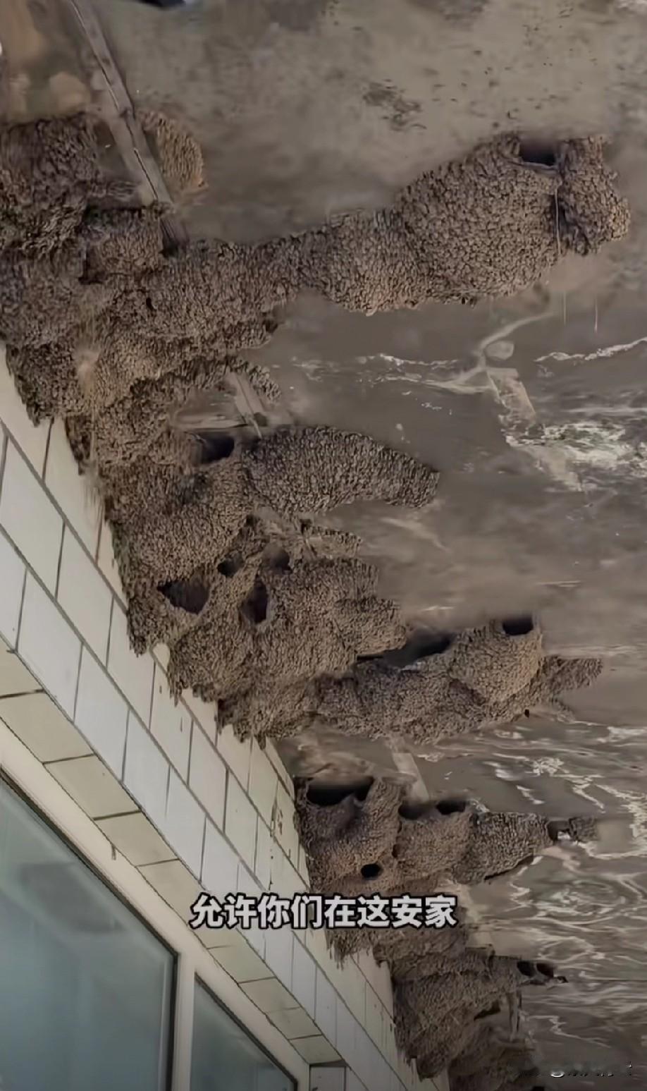 这是什么风水宝地啊这么招燕子稀罕[捂脸哭]