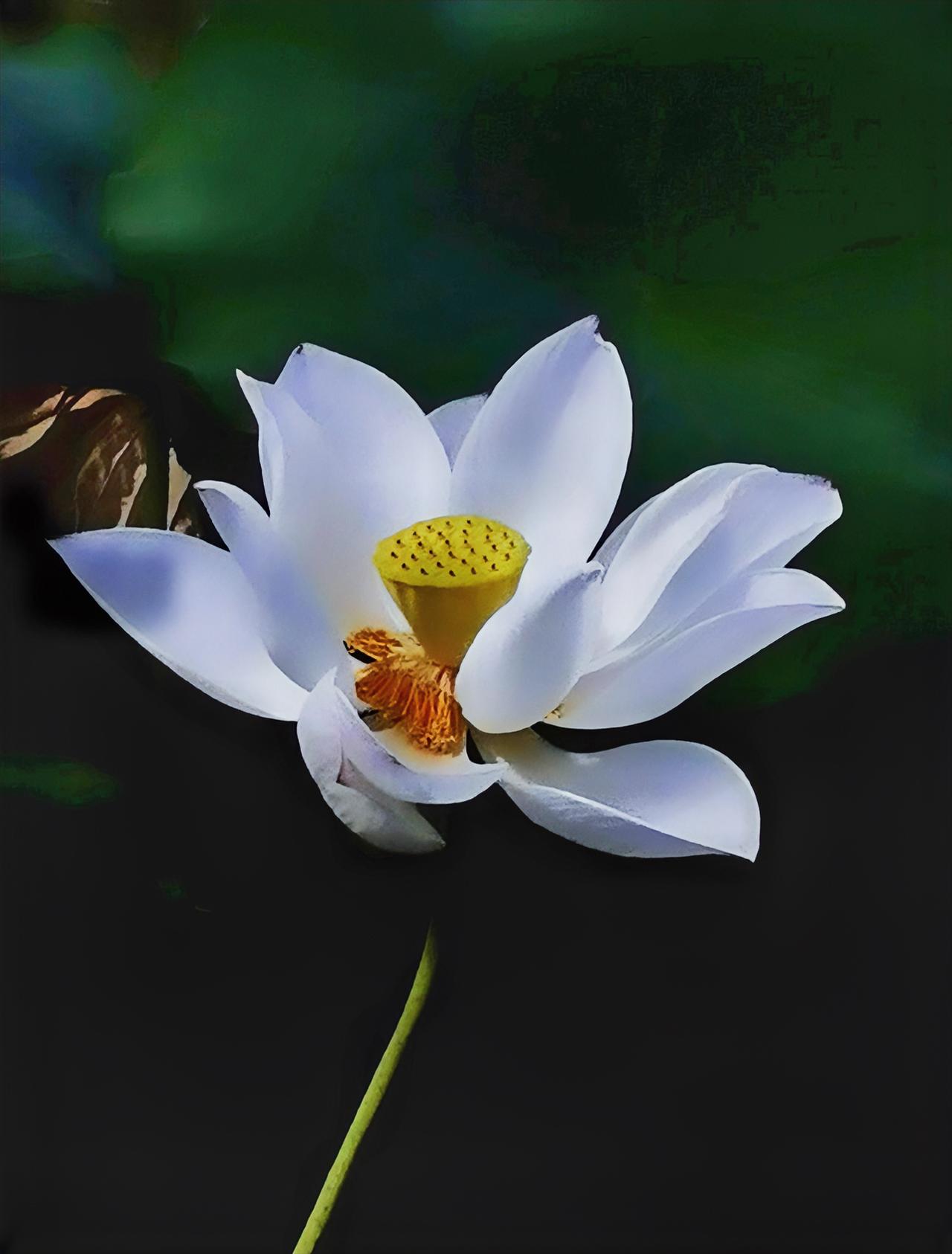 “花不会一直开，但一直会有花开”，这句话太有哲理了。人生就像花开花落，有得意也有